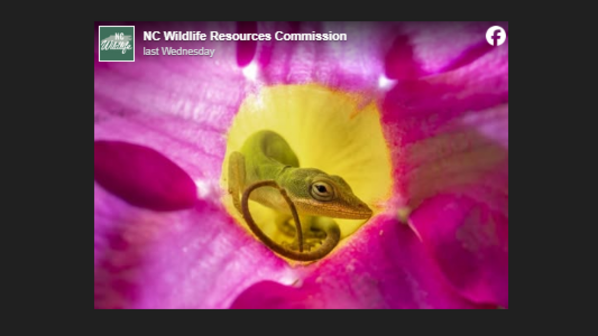 Stephanie Sheffield’s photo of an anole snoozing in a flower beat out 2,795 other images to win Grand Prize in the Wildlife in North Carolina Magazine Photo Competition, according to the N.C. Wildlife Resources Commission. Stephanie Sheffield’s photo of an anole snoozing in a flower beat out 2,795 other images to win Grand Prize in the Wildlife in North Carolina Magazine Photo Competition, according to the N.C. Wildlife Resources Commission.